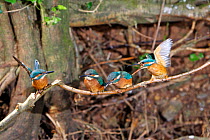 Common kingfisher {Alcedo atthis} female (right) being aggressive to chicks, encouraging them to disperse,  England