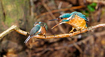 Common kingfisher {Alcedo atthis} female (right) being aggressive to chick in submissive pose, encouraging it to disperse,  England