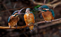 Common kingfisher {Alcedo atthis} youngsters begging food from adult (centre), England