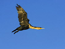 Cape Cormorant {Phalacrocorax capensis} in breeding plumage, flying, False Bay, South Africa