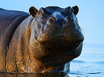 RF- Hippopotamus (Hippopotamus amphibius), Moremi Wildlife Reserve, Botswana. (This image may be licensed either as rights managed or royalty free.)