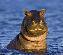 Hippopotamus {Hippopotamus amphibius} emerging from water, Chobe National Park, Botswana
