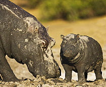 Hippopotamus {Hippopotamus amphibius} mud covered mother and baby, Chobe National Park, Botswana