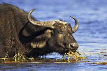 African Buffalo {Syncerus caffer} feeding on aquatic vegetation in Chobe river, Chobe National Park, Botswana