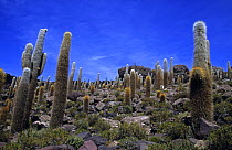 Cactus Island, Salar de Uyuni (salt flats) circuit, Altiplano, Bolivia
