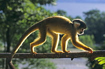Captive Squirrel monkey {Saimiri sp} at the Inti Wari Yassi Animal Sanctuary, Villa Tunari, Bolivia