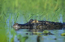 Jacare caiman {Caiman crocodilus yacare} looking menacing, Pantanal, Brazil