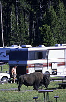 Bison {Bison bison} amongst people and camper vans in a busy campsite, Yellowstone National Park, Wyoming, USA