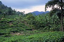 Tea plantation on the edge of the Sinharaja Rainforest, Sri Lanka