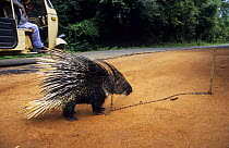 Captive White Tailed Porcupine {Hystrix indica} roadside show for passing tourists, near Sigiriya, Sri Lanka