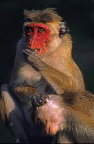 Toque Macaques {Macaca sinica} grooming, Dambulla, Sri Lanka