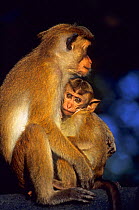 Toque Macaques {Macaca sinica} mother with young, Dambulla, Sri Lanka