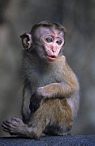 Young Toque Macaque {Macaca sinica} Dambulla, Sri Lanka