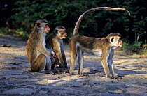 Toque Macaques {Macaca sinica} Dambulla, Sri Lanka