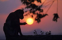 Toque Macaque {Macaca sinica} silhouette against setting sun, Dambulla, Sri Lanka