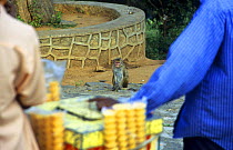 Toque Macaque {Macaca sinica} watching ice cream vendor, Dambulla, Sri Lanka, sequence 1/2