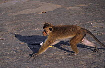 Toque Macaque {Macaca sinica} with ice cream stolen from tourist, Dambulla, Sri Lanka, sequence 2/2