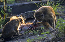 Toque Macaques {Macaca sinica} grooming dead macaque after fatal bite from another macaque, Dambulla, Sri Lanka