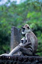 Tufted grey langur {Semnopithecus priam thersites}  mother sitting with young, Pollunaruwa, Sri Lanka