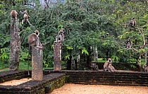 Tufted grey langur {Semnopithecus priam thersites} group amongst the Pollunaruwa ruins, Sri Lanka