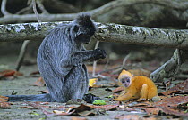 Silvered Langur {Trachypithecus cristatus / Presbytis cristata} mother with young, Bako National Park, Sarawak, Malaysia,   Orange coat of young Silvered langur changes to silver within 3 to 5 months.