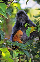 Silvered Langur {Trachypithecus cristatus / Presbytis cristata} mother with young, Bako National Park, Sarawak, Malaysia,   Orange coat of young Silvered langur changes to silver within 3 to 5 months.