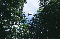 Silvered Langur {Trachypithecus cristatus / Presbytis cristata} leaping from tree, Bako National Park, Sarawak, Malaysia,