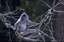 Silvered Langur {Trachypithecus cristatus / Presbytis cristata} Bako National Park, Sarawak, Malaysia,