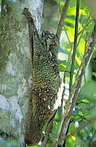 Malayan Colugo / flying lemur {Cynocephalus variegatus} resting on tree, Bako National Park, Sarawak, Malaysia