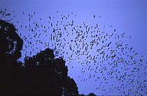 Wrinkle-lipped free tailed bats (Tadarida plicata) emerging from Deer cave at dusk, Gunung Mulu National Park, Sarawak, Malaysia