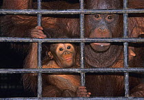 Captive Sumatran orang Utan {Pongo abelii}  mother and baby in cage, Matang Wildlife Cente, Sabah, Malaysia
