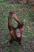 Captive Sumatran orang Utan {Pongo abelii}  looking up with arms raised above head, Matang Wildlife Cente, Sabah, Malaysia