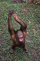 Captive Sumatran orang Utan {Pongo abelii}  looking up with arms raised above head adn mouth wide open, Matang Wildlife Cente, Sabah, Malaysia