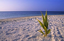 Palm tree seedling growing on beach, Turtle Islands National Park, Sabah, Malaysia