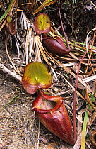 Pitcher Plant {Nepenthes kinabaluensis} Mount Kinabalu National Park, Sabah, Malaysia
