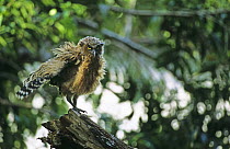 Buffy Fish Owl {Ketupa ketupa} Juvenile, Danum Valley, Sabah, Malaysia