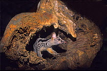 Owston's Palm Civet {Chrotogale owstoni} Captive, emerging from rotten tree trunk, Cuc Phuong National Park, Vietnam