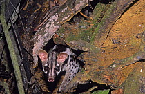 Owston's Palm Civet {Chrotogale owstoni} Captive, Cuc Phuong National Park, Vietnam