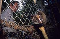 Masked palm civet {Paguma larvata} captive, in cage with park warden, Cuc Phuong National Park, Vietnam