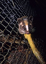 Masked palm civet {Paguma larvata} captive, in cage, Cuc Phuong National Park, Vietnam