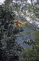Black gibbon {Hylobates concolor} captive female,  Endangered Primate Rescue Center, Cuc Phuong National Park, Vietnam