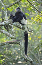 Delacour's langur {Trachypithecus delacouri} captive, Endangered Primate Rescue Center, Cuc Phuong National Park, Vietnam