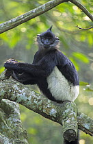 Delacour's langur {Trachypithecus delacouri} captive, Endangered Primate Rescue Center, Cuc Phuong National Park, Vietnam