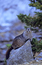 Hoary Marmot {Marmota caligata} Jasper National Park, Alberta, Canada