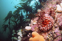 Dahlia anemone (Tealia felina), Dead man's fingers (Alcyonium digitatum) on rock with Kelp / Oarweed (Laminaria digitata) in background. St Abbs, English Channel. Atlantic Ocean.