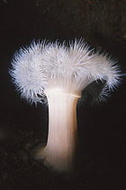 Plumose anemone (Metridium senile) south coast, UK.