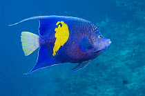 Yellowbar angelfish (Pomacanthus maculosus). Red Sea, Egypt.