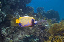 Emperor angelfish (Pomacanthus imperator). Red Sea, Egypt.