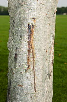 Bleeding canker disease on Horse chestnut tree(Aesculus hippocastanum). Regent's Park, London, UK.