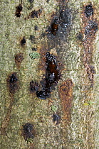 Bleeding canker disease on Horse chestnut tree(Aesculus hippocastanum). Regent's Park, London, UK.